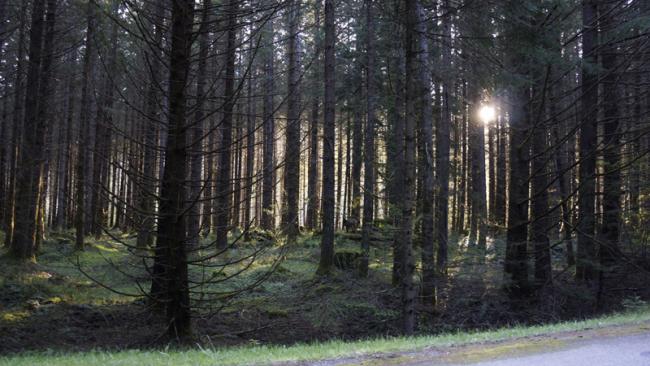 Forest with deer