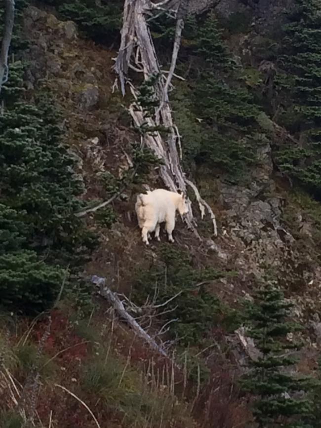 Mountain goat was 300 feet below Tolmie Peak