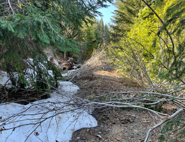 saplings on road after winter, may get cleared by summer