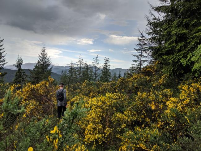 Scotch Broom chokes a substantial length of trail.