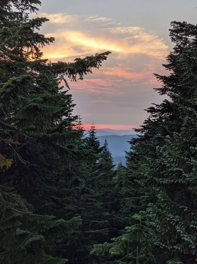 A slot in the trees, viewed from a rock, gave a view of the sun setting