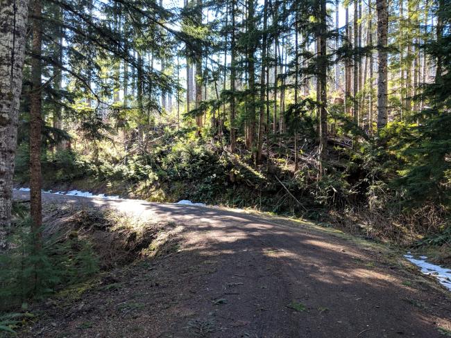 The logging road I hiked, in good repair and not hard to drive