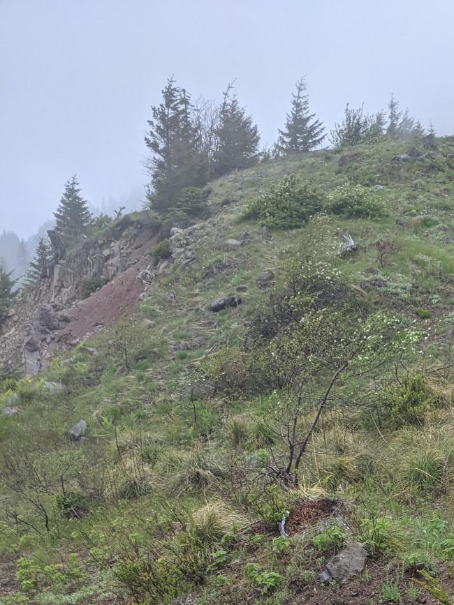 Foggy day on the ridge, shows wildflowers and trees ahead