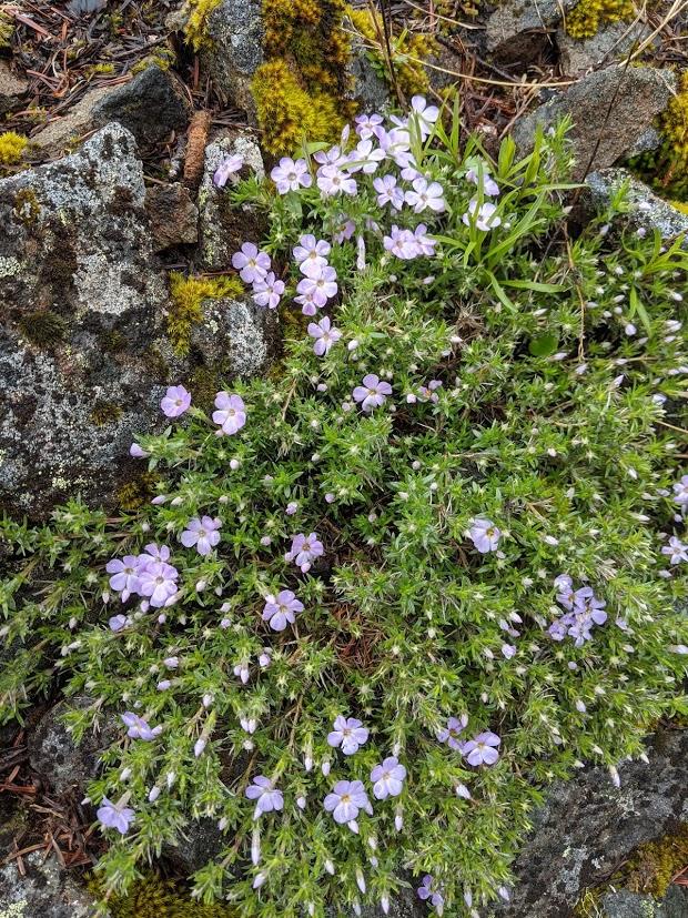 Little purple flowers on the summit