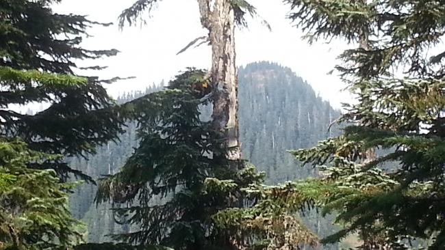 Buck Peak from the PCT