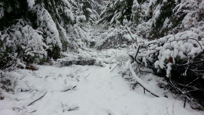 There is an abandoned road under that brush and snow