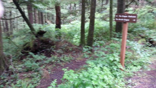 Cape Falcon Trailhead from Parking