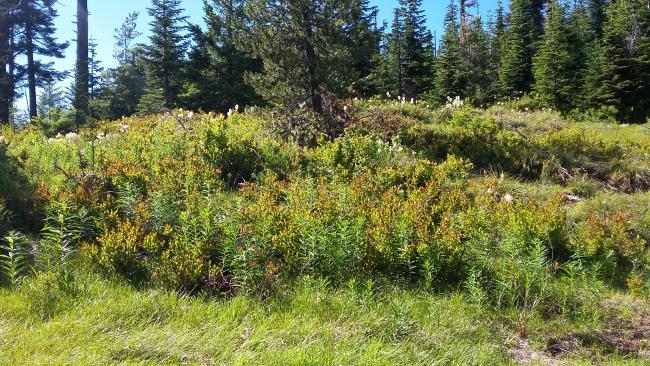 Timber Butte summit clearing