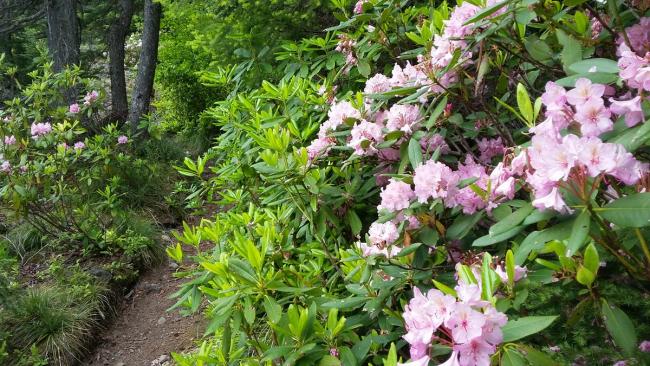 Squaw Mtn Trail with Rhododendron