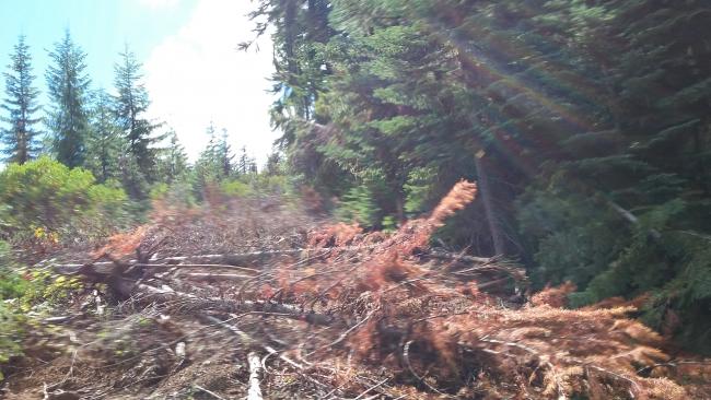 Abandoned road to summit