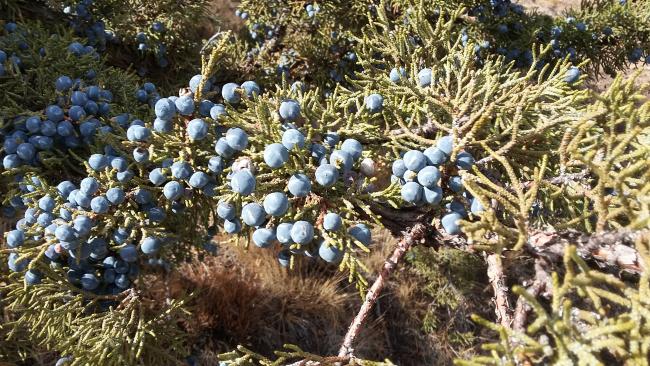 Juniper Berries!