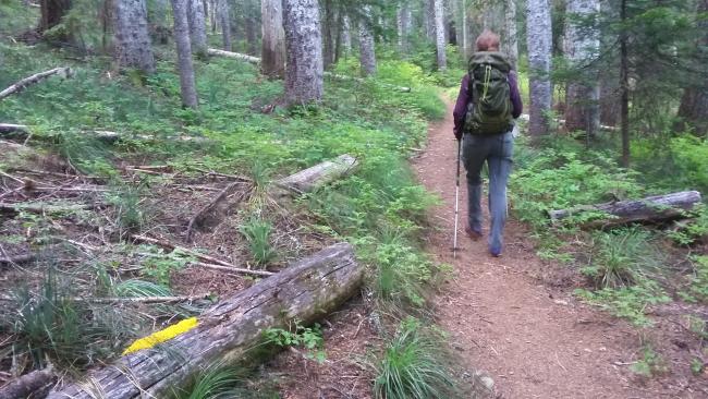 A level bit of trail on the way to Little Huckleberry