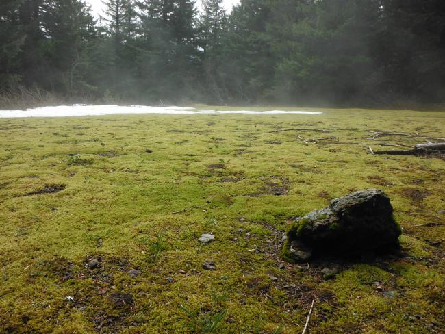 Moss garden on trail