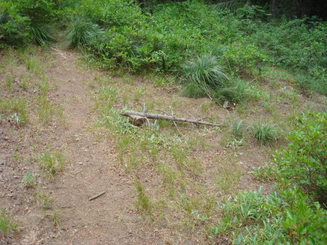 Here is the trail junction that leads to Barlow Ridge