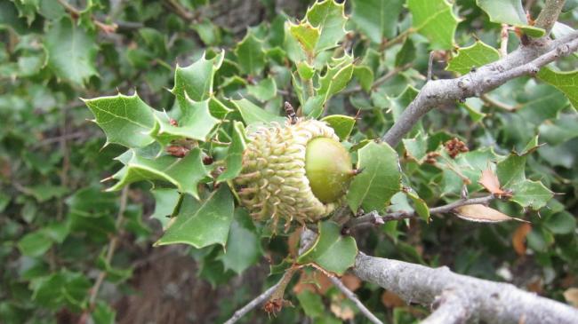 Namesake scrub oak trees - very sharp leaves!