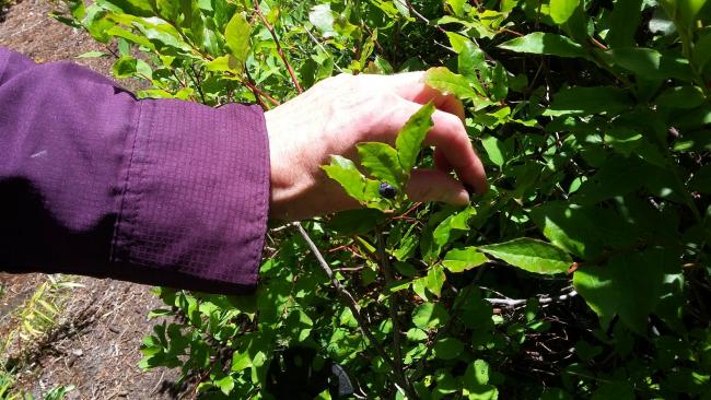 Sawtooth Huckleberries