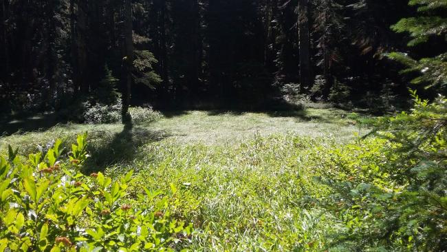 PCT Meadow