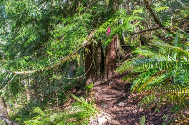 Typical Unmaintained Trail