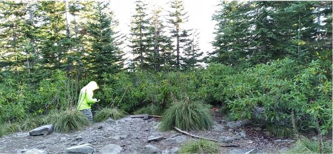 Wildcat Mountain Summit