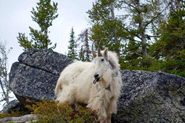 An original "Mountain Goat"