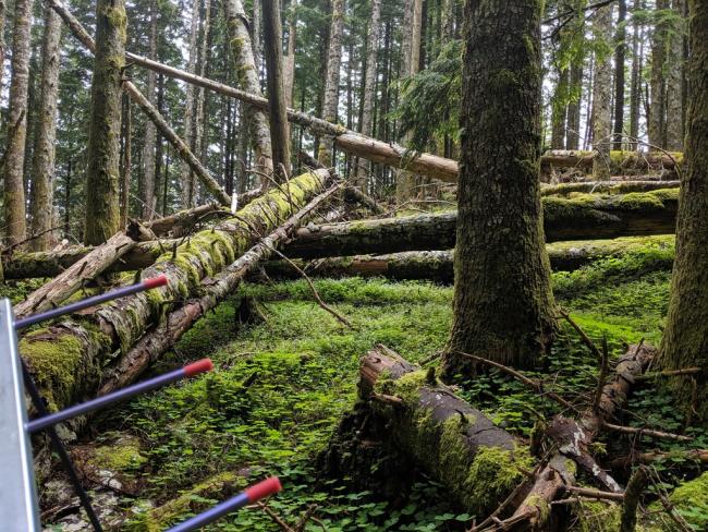 Fallen trees at the summit peak.