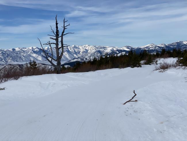 Snow and trees in the foreground with mountains in the background