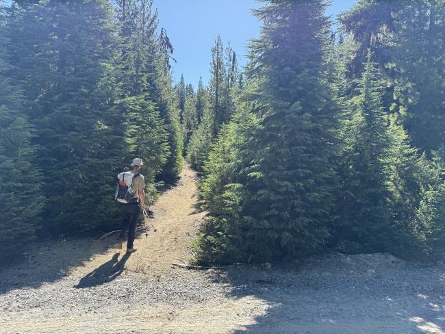 Start of hike from road Man starting to walk down an trail between trees