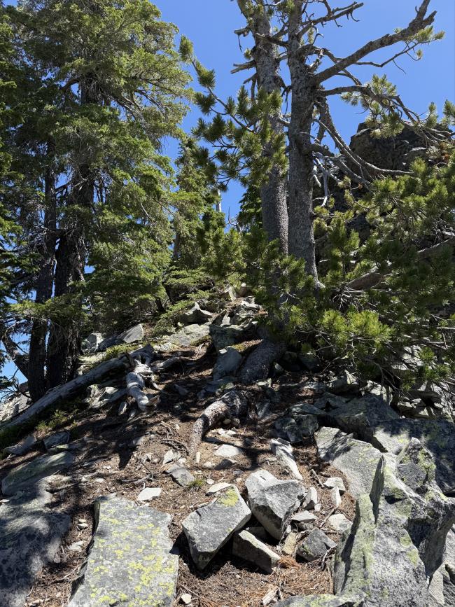 The safe path to the final summit Trees flanking small summit trail