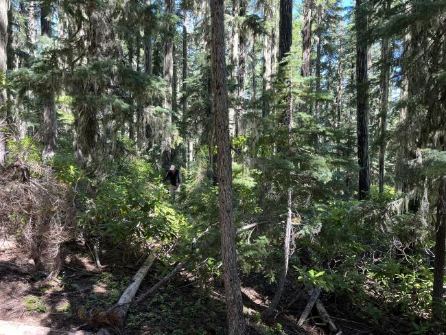 Man hiking through bush covered hill