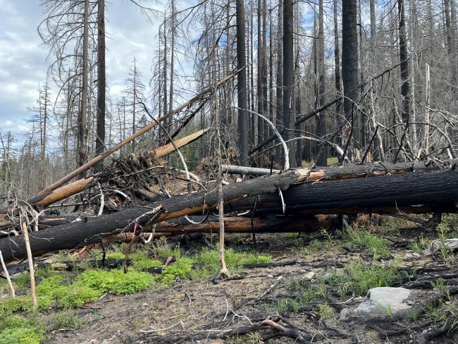 Deadfall Timbers across a hiking path