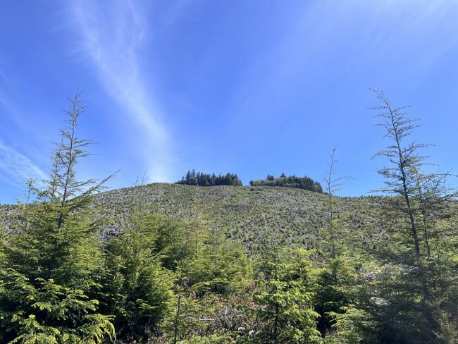 A view of a clearcut hillside with a forested area at the peak