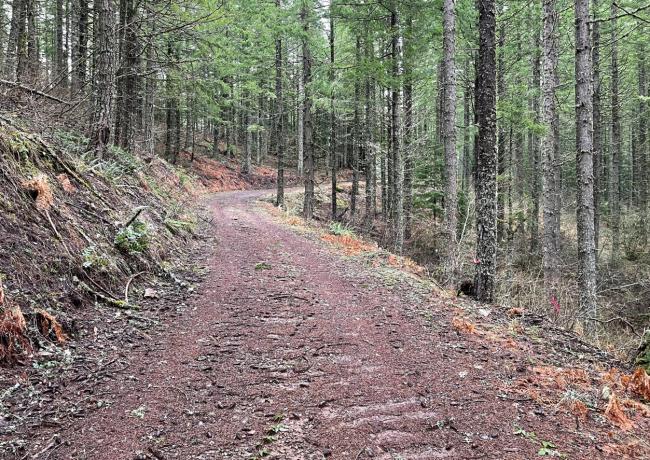 well maintained logging roads