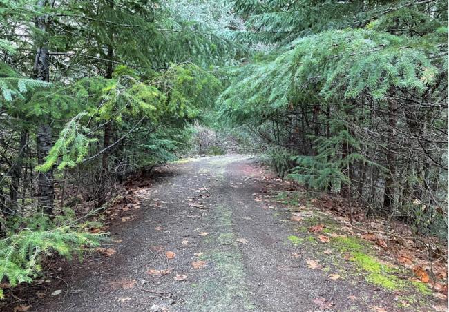 Paint Scratching Trees in places on N-020 Paint Scratching Trees in places on N-020