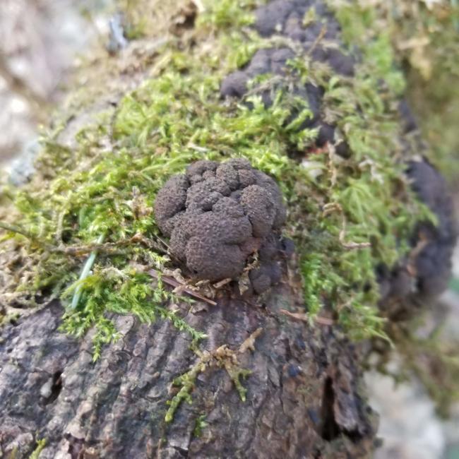 a cool fungus