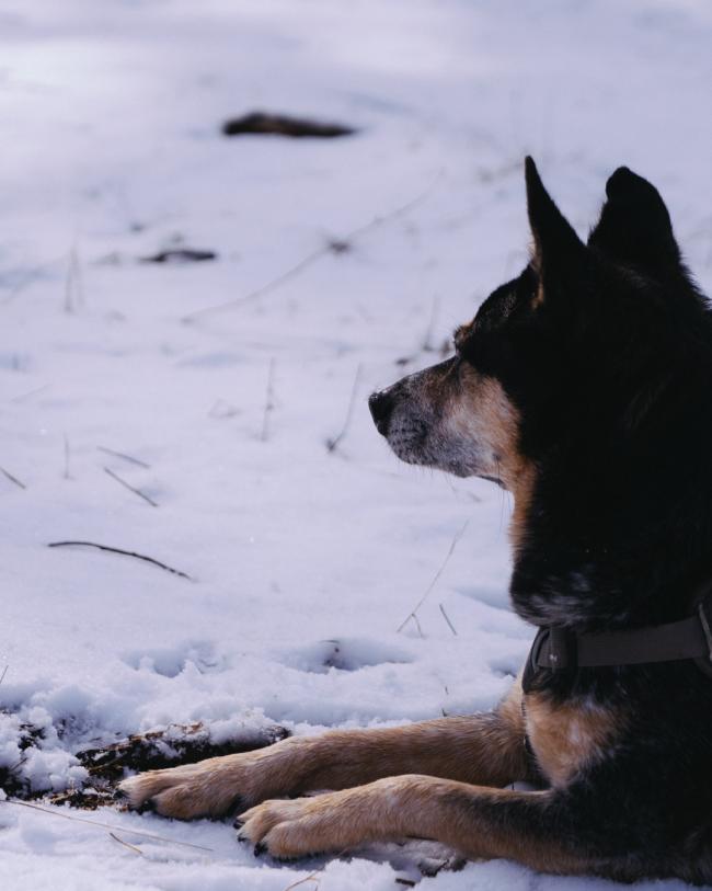 Roscoe in the snow