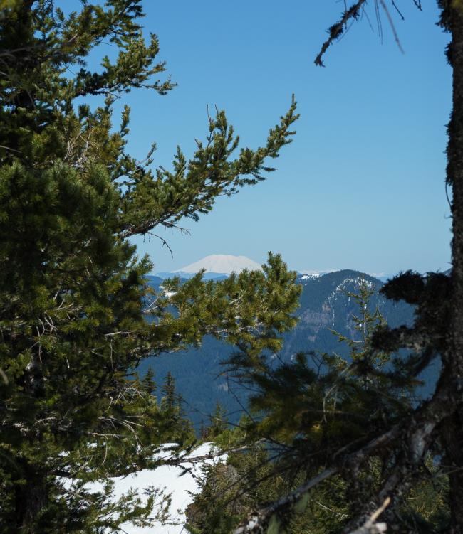 View of Mt Adams between trees