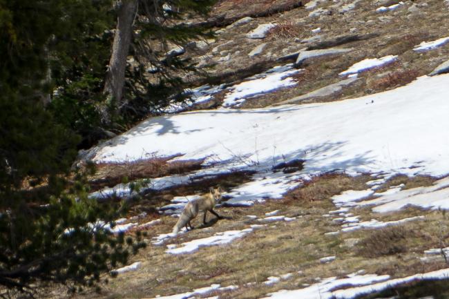 Fox walking near snow