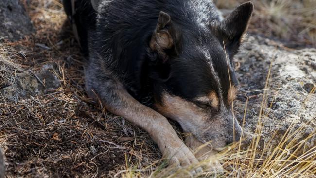 Roscoe the Dog sleeping in the shade