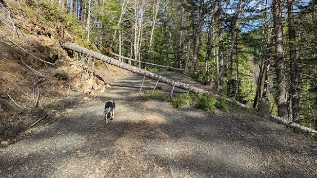 Downed trees