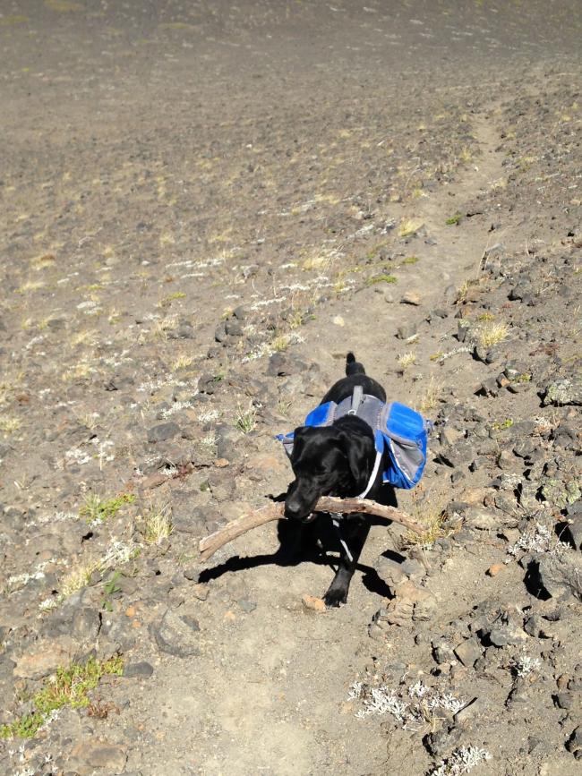 SOTAdog looking for water