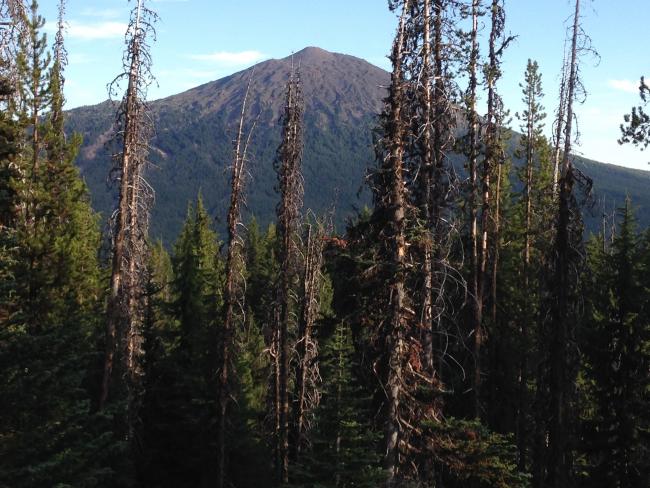 View of Mt. Bachelor from summit