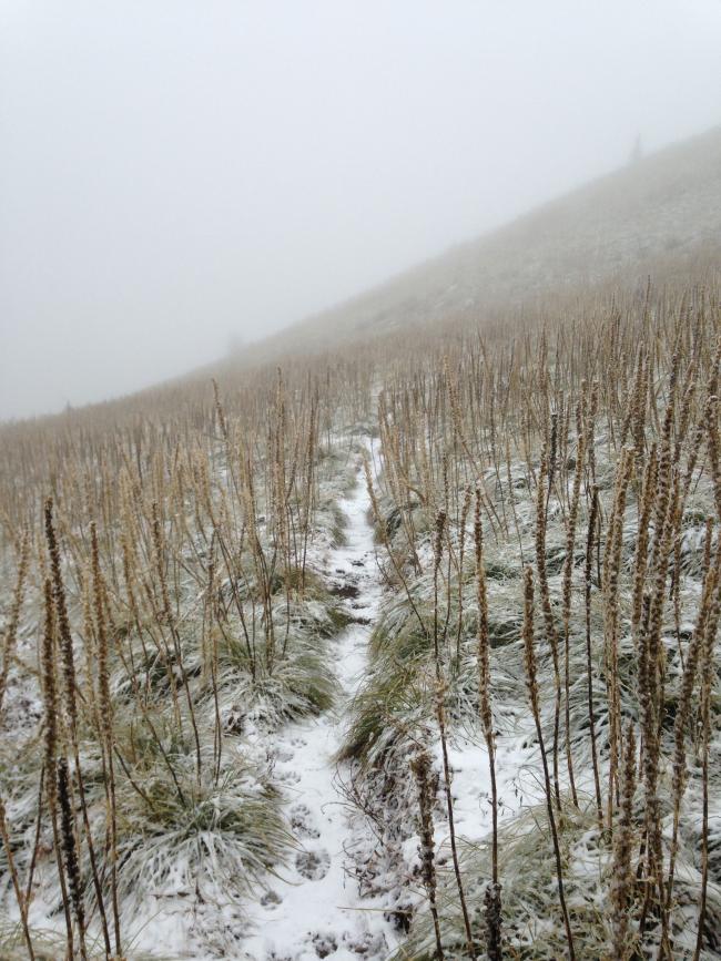 Lots of bear grass heading back down Coffin Mt.