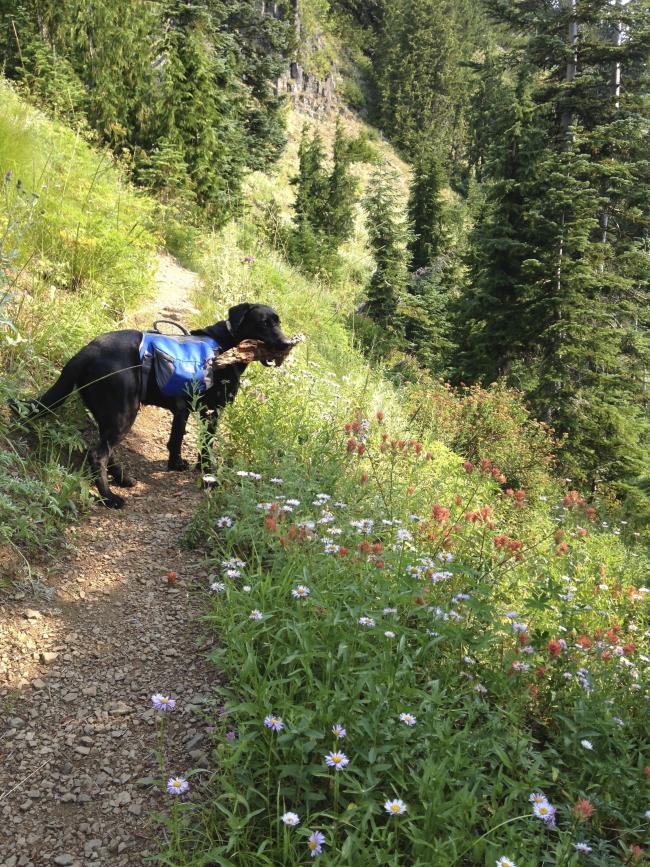 Meadow below the big cliff