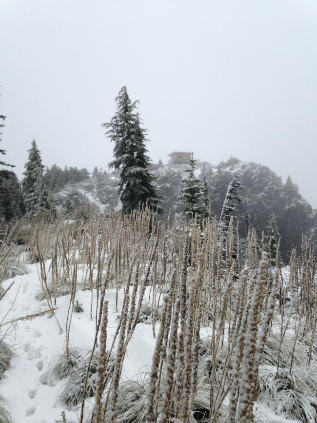 summit lookout with beargrass in foreground