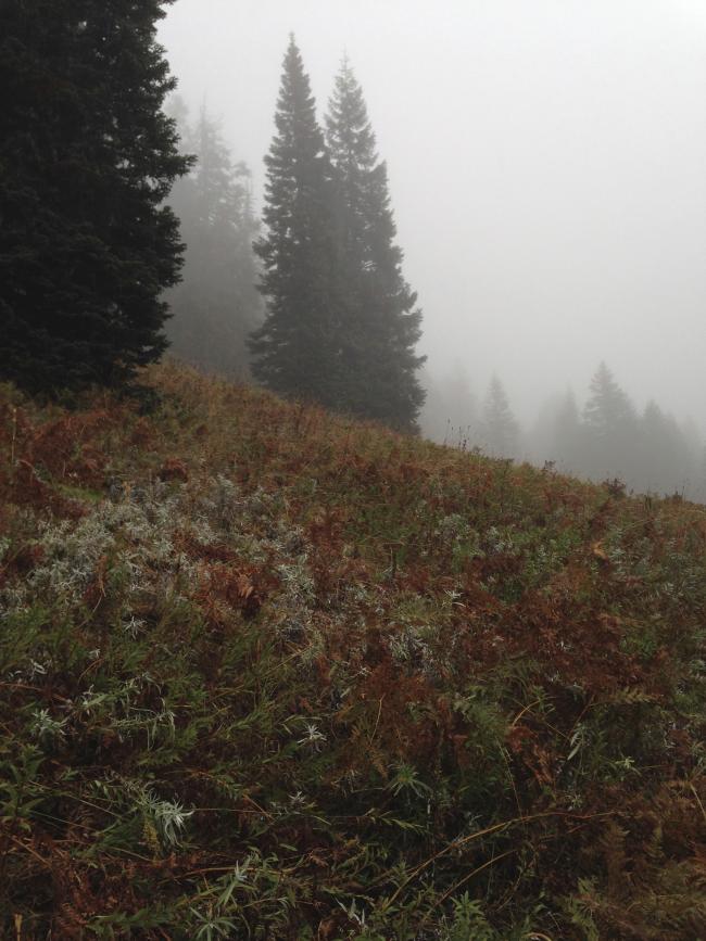 meadows while heading up to the ridge top