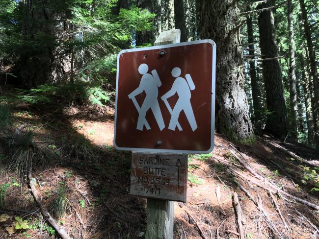 TH marker where over grown road meets the forest trail