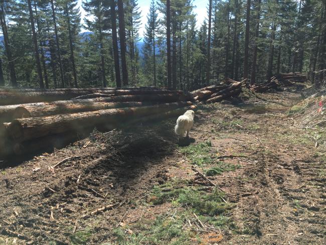 Logging operation along muddy road