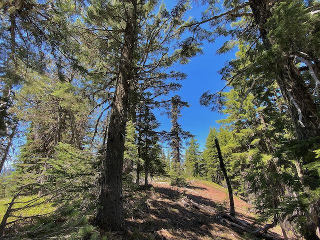 Williamson Mtn. summit