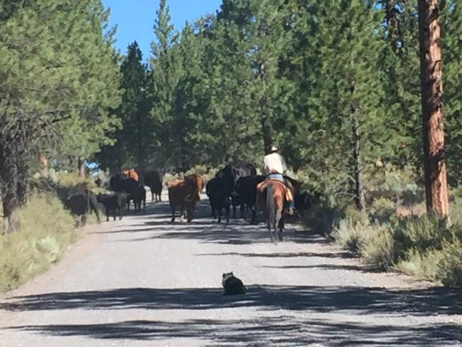 A cattle drive delayed our arrival