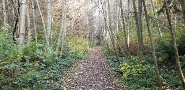 Trail near activation area